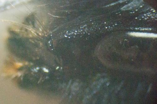 Bombus sp.